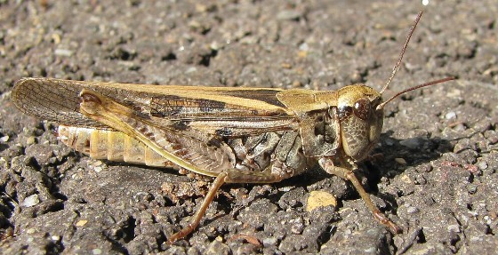 Clear-Winged Grasshopper Copyright Matthew Priebe