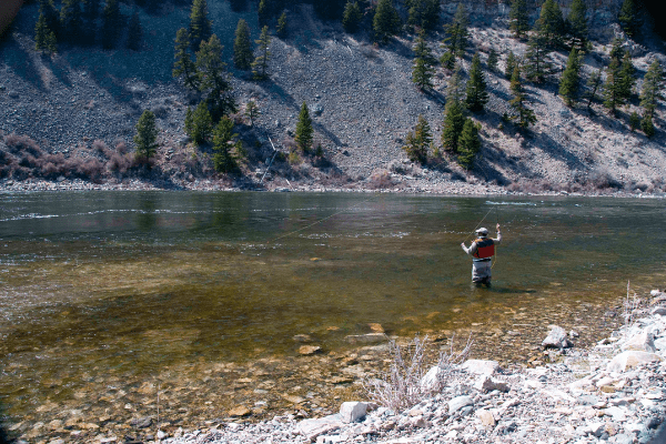 Fly fishing guide and expert Duke Brown casting in Yellowston National Park Montana