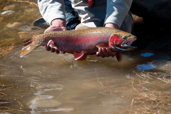 Rainbow trout from Missouri River Yellowstone National Park
